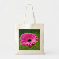 Rosa Gerbera Daisy
