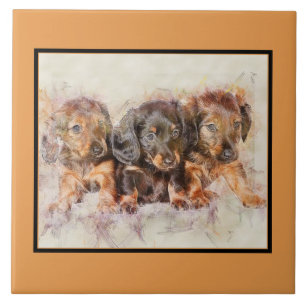 BOMBAS FECHADAS, Pet Love, Cachorro