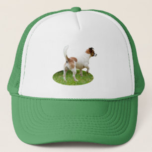 Boné Alerta de Fox Terrier miniatura, Hábito de caminho