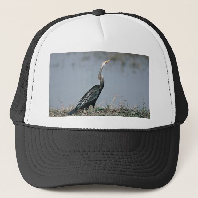Boné Animal-Anhinga (Frente)