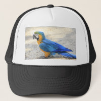 Arara, o Carioca real, cidadão de Rio de Janeiro