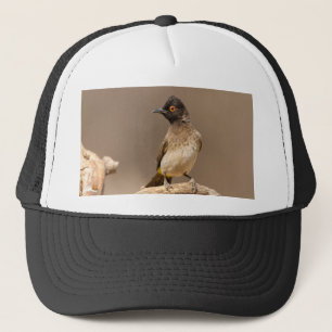 Boné Bulbul Africano de Olhos Vermelhos