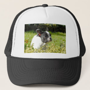 Boné Cão-de-ouro francês bonito na grama