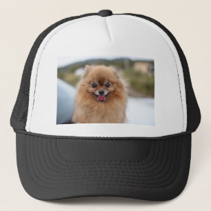 Boné Cão Pomerano Retrato