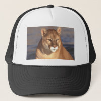 Cara do puma
