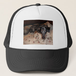 Boné Catahoula Leopard Dog Snoozing