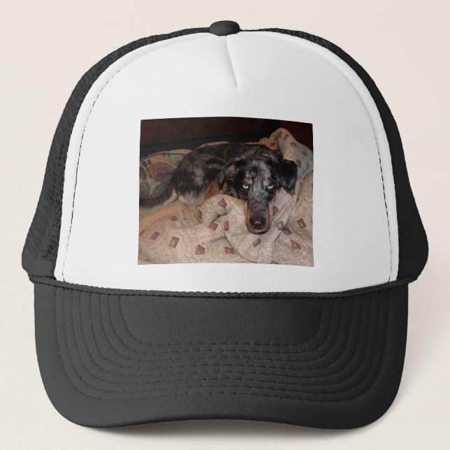 Boné Catahoula Leopard Dog Snoozing (Frente)