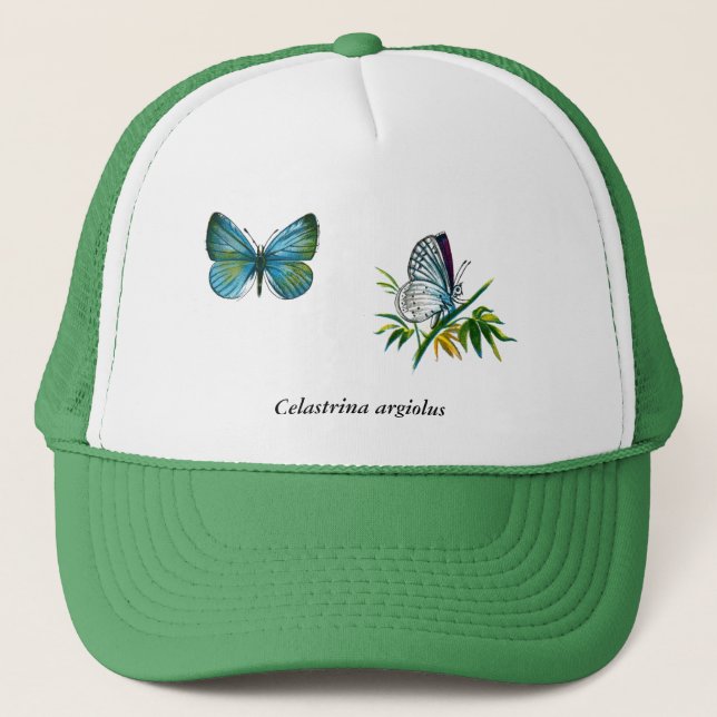 Boné Celastrina argiolus (masculino) (Frente)