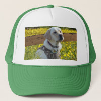 Chapéu de labrador retriever em The Field