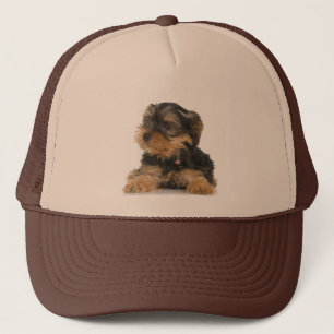 Boné Chapéu do yorkshire terrier