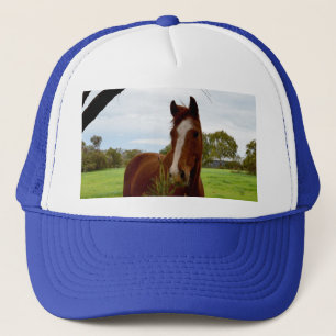 Boné Chestnut Horse A Cheirar Uma Árvore Banksia,