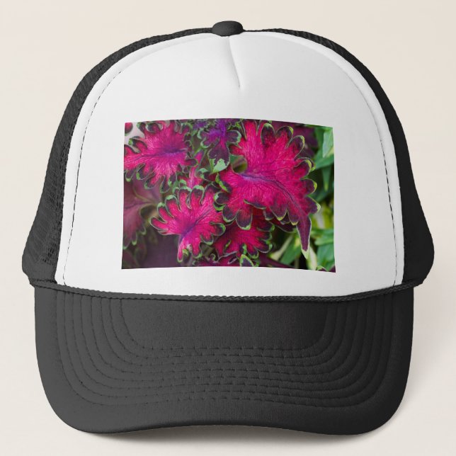 Boné Coleus Macro (Frente)