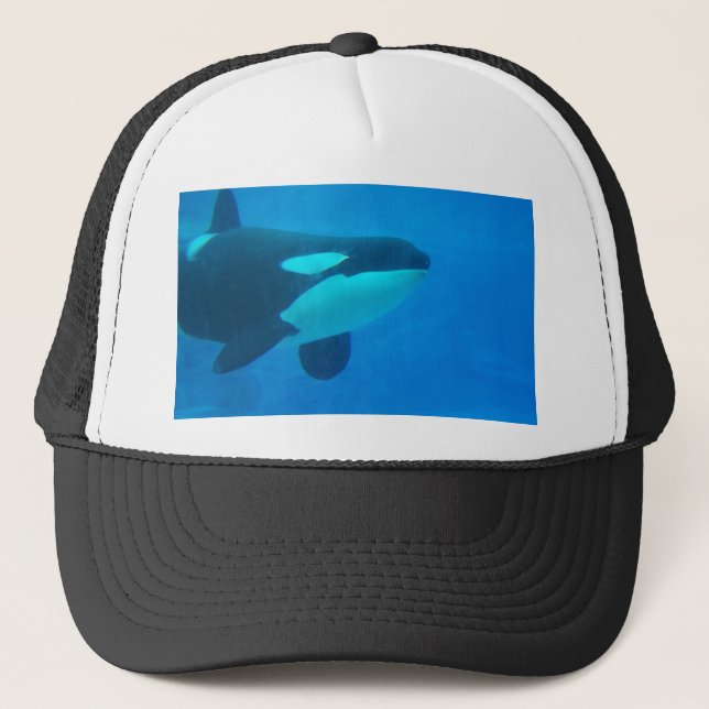 Boné da orca de assassino da baleia azul debaixo d'água (Frente)