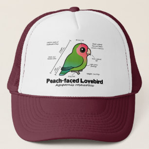 Boné estatísticas Pêssego-enfrentadas do Lovebird