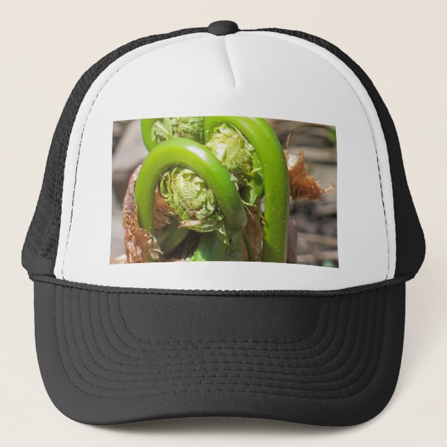 Boné Fiddleheads (Frente)