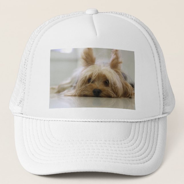 Boné filhote de terrier de yorkshire pet cachorro fofo  (Frente)
