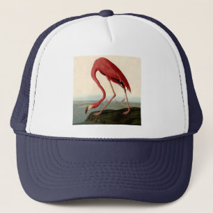 Boné Flamingo do americano de Audubon