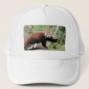 Boné Foto vermelha panda, animais 0003.