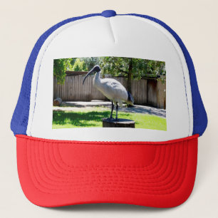 Boné Galinha De caixa (Iibis) Num Arco De Árvore,