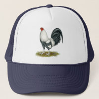 Gamecock americano do azul da prata do jogo
