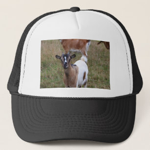 Boné Goat in a field