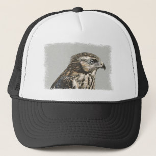 Boné Goshawk imaturo