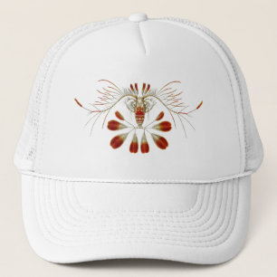 Boné Haeckel
