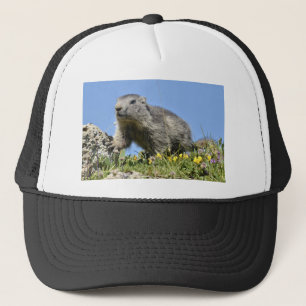 Boné Jovem marmota alpina