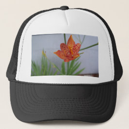 Boné Lily Blackberry, levemente vista, em um jardim