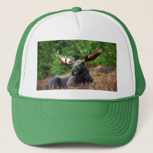 Boné Moose
