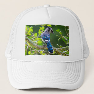 Boné Natureza Fotografia Shy Blue Jay Roupa presente