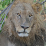 Boné O Velho Leão Saindo.<br><div class="desc">Tomada perto do Campo de Chobe em Botswana, África.</div>