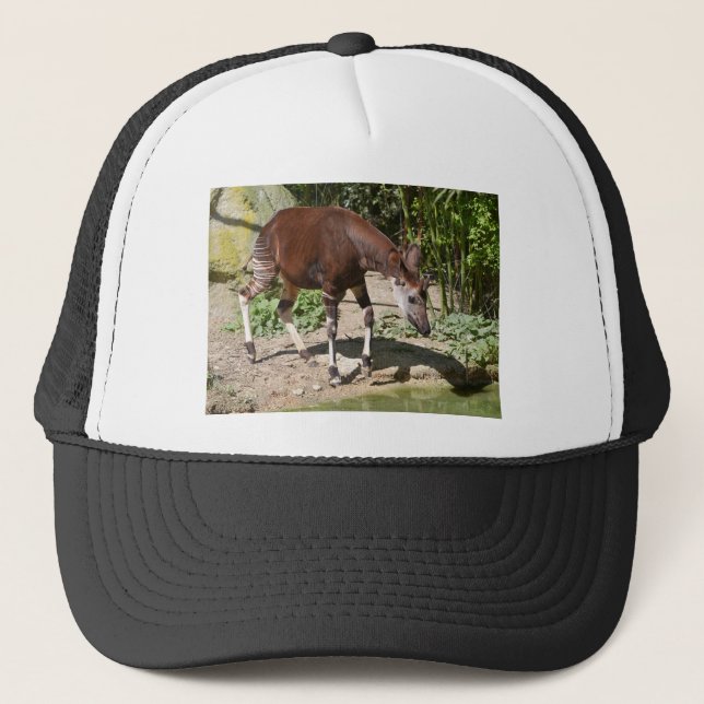 Boné Okapi (Okapia johnstoni) perto da lagoa entre vege (Frente)