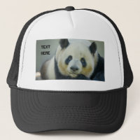 Panda Fofo Olhando Nome do Texto Personalizado Imp