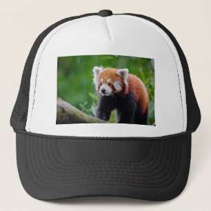 Boné Panda vermelha