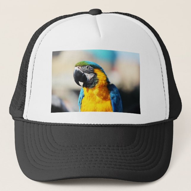 Boné papagaio (Frente)