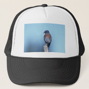 Boné pássaro azul ocidental