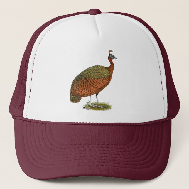 Boné Peafowl do Congo (Frente)