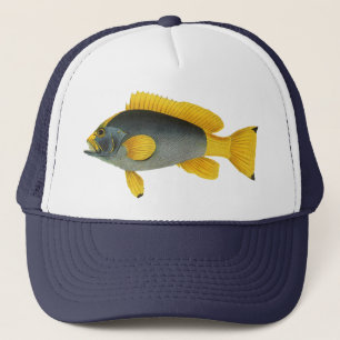Boné Peixe Garoupa Azul e Amarelo, Vida Marinha Antiga