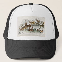 Boné Red Deer Hart, Hind, Roebuck, Thibetian Musculk