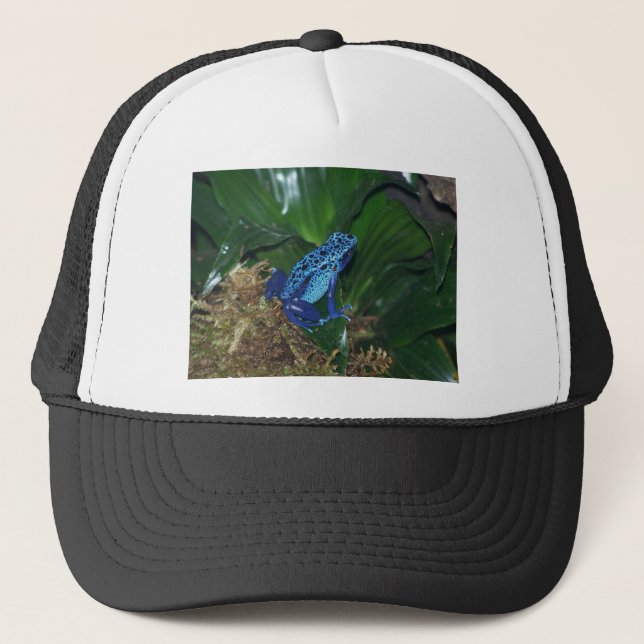 Boné Retrato azul do sapo da seta do veneno (Frente)