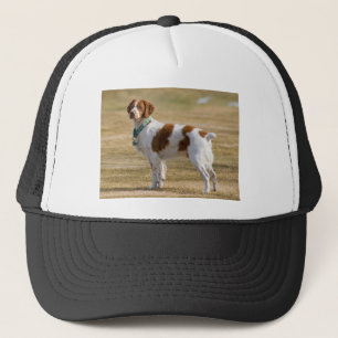 Boné Spaniel de Brittany