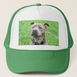 Boné Staffordshire Bull Terrier Sitting,