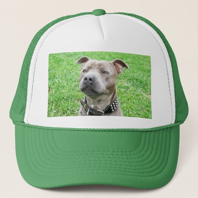 Boné Staffordshire Bull Terrier Sitting, (Frente)