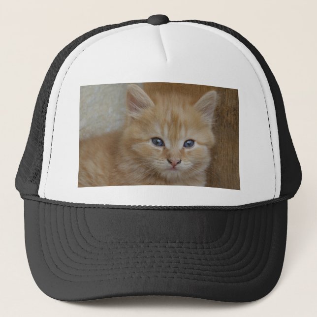 Boné Tabby Tomcat Kitten (Frente)