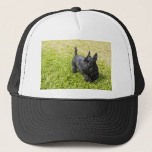 Boné Terrier escocês