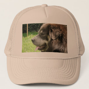 Boné tibetano mastiff.png