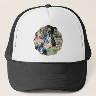Boné Tigre-de-bengala em Prado Ensolarado