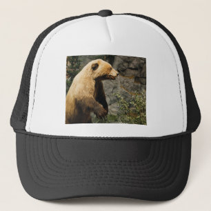 Boné Urso Ordenado