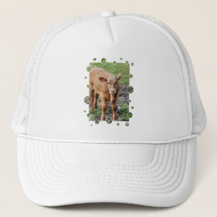 BONÉ VACAS